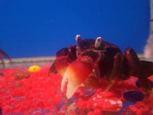 vampire crab for sale