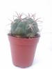 Cactus Type A For Sale 