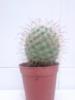 Cactus Type C For Sale 
