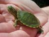 Kura Kura Red Ear Slider Turtle Babies For Sale 