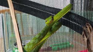 oriental whip snake for sale in malaysia