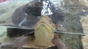 Asian Box Turtle For Sale In Malaysia