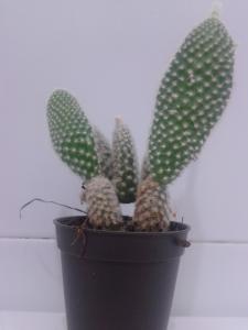 Cactus Type B For Sale 