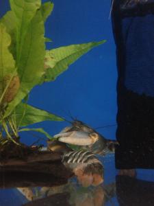 Freshwater Tiger Lobsters For Sale
