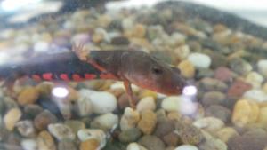 Fire Belly Newts For Sale