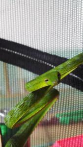 oriental whip snake for sale in malaysia