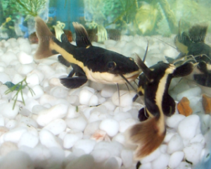 Baby Red Tailed Catfish for sale in Malaysia