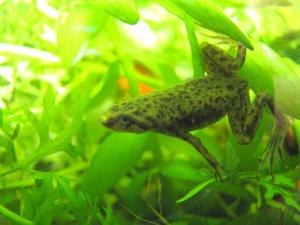 Dwarf Congo frogs for sale in malaysia