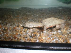 Labi Labi Kecil (Small Soft Shell Turtles) For Sale