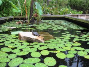 Malaysia Pond Cleaning Services
